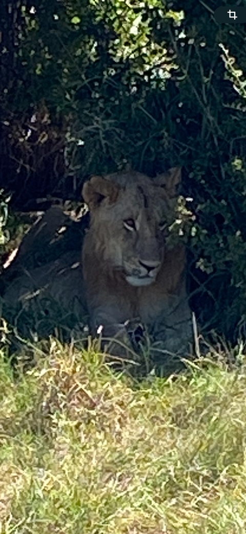       Photo d'avis client sur 5 jours de safari de migration dans le Masai Mara 
  