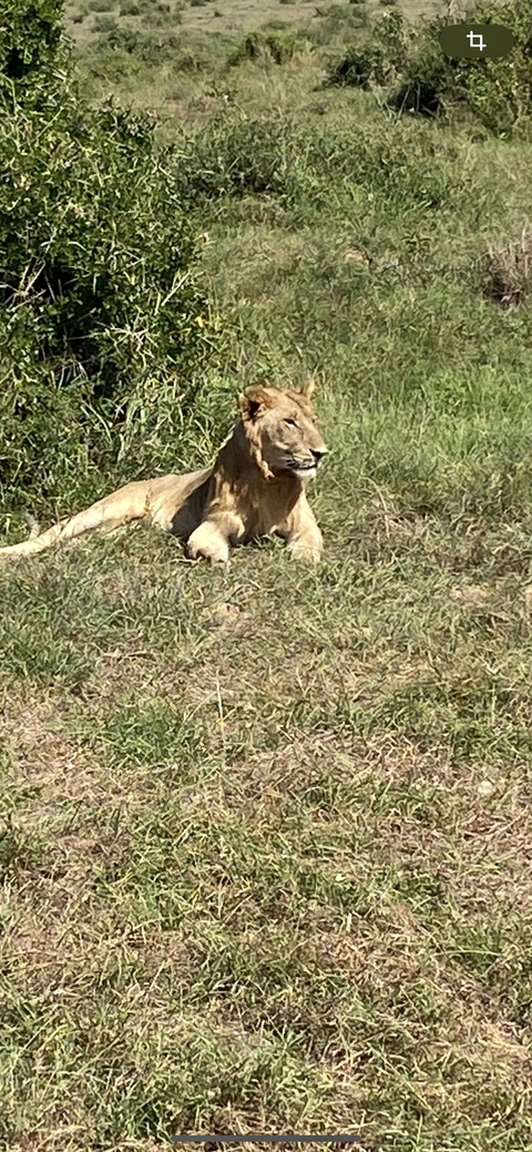       Photo d'avis client sur 5 jours de safari de migration dans le Masai Mara 
  