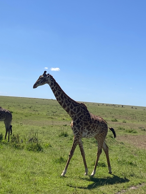       A giraffe walking on a vast grassy plain under a clear blue sky.
  