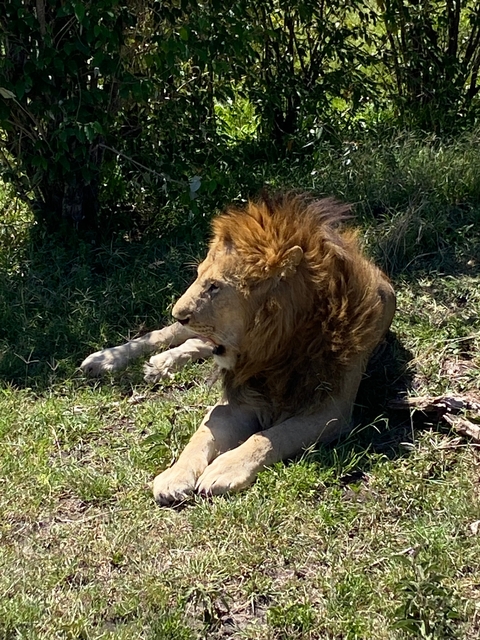       A lion resting in the shade on the grass.
  