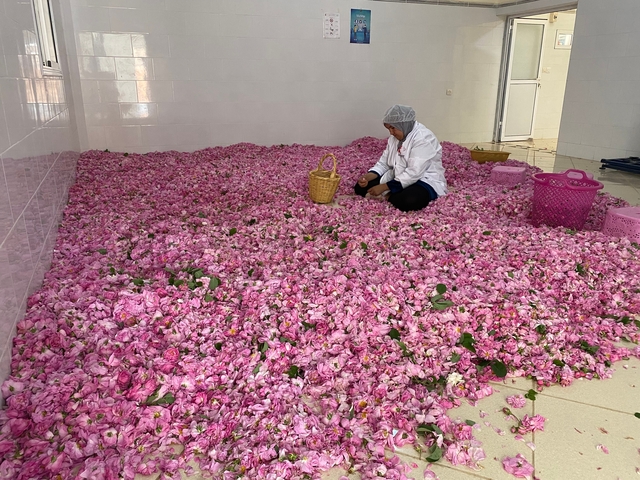       A person sorting through a large pile of pink roses in a tiled room.
  