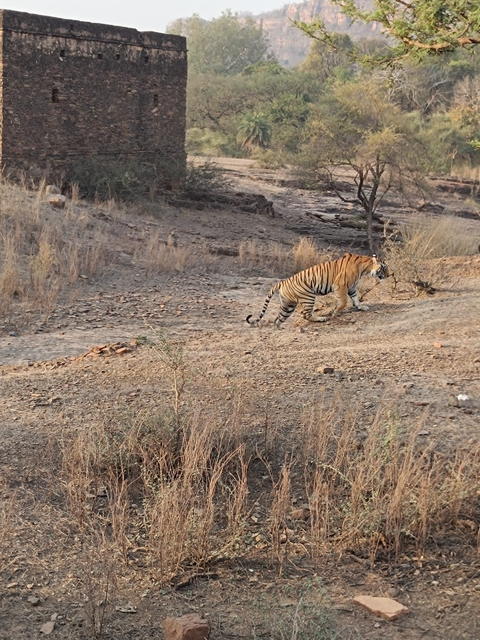 Tiger walking across an arid landscape.