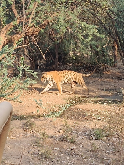 Tiger walking through greenery.