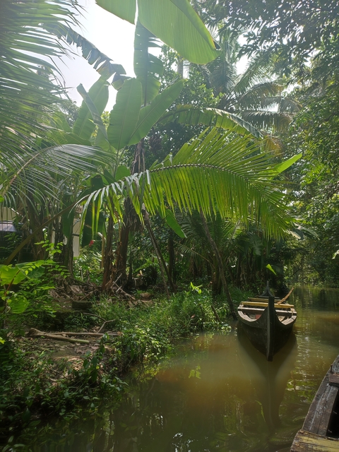       Dense green jungle with a small waterway.
  