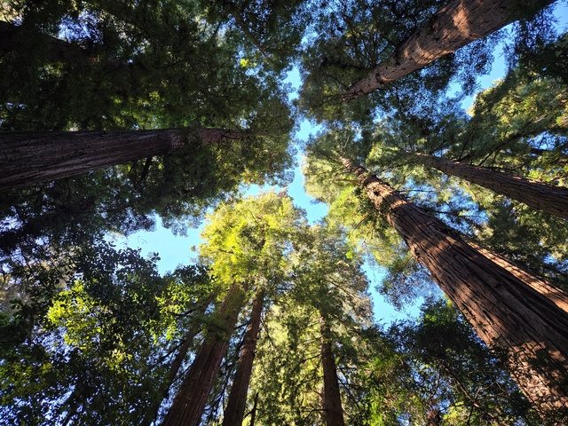 Sunlit forest canopy with tall redwood trees.