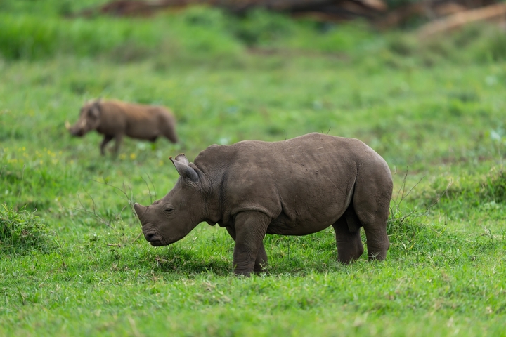 Rhinoceros grazing in a grassy field.