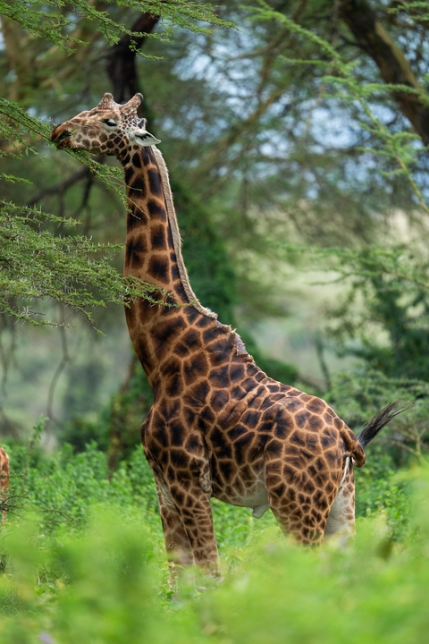Close-up of a giraffe feeding on leaves