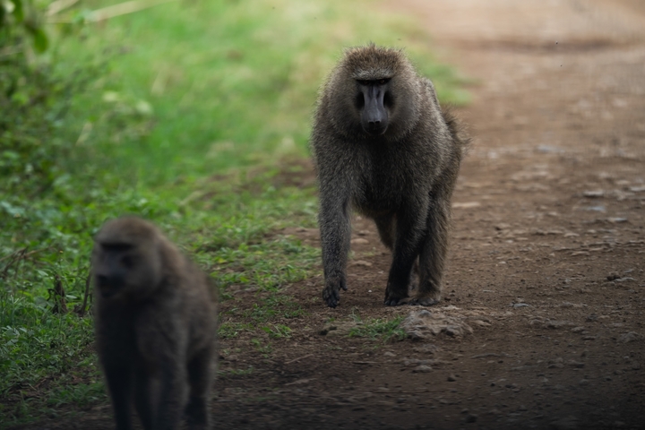 Baboons walking on a dirt path