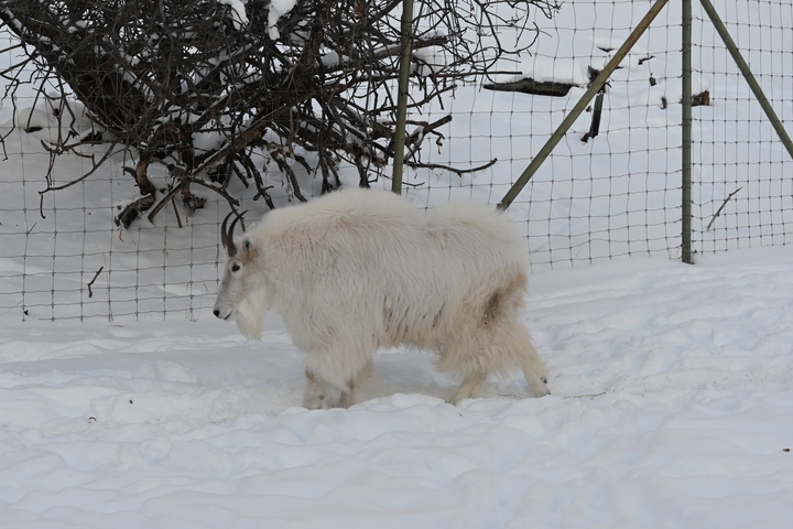 Mountain goat in a snowy enclosure.