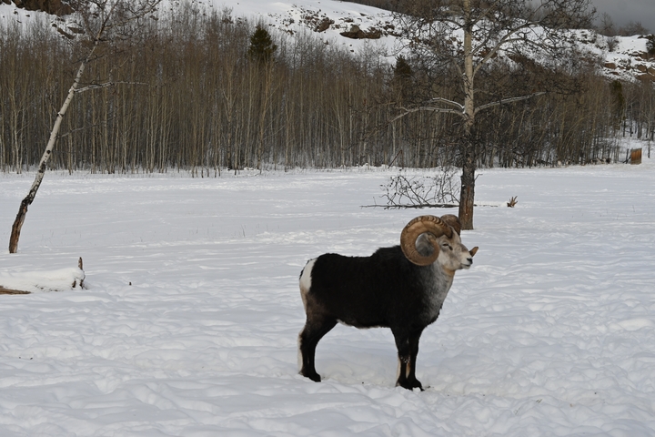 Bighorn sheep standing in a snowy field.