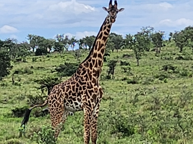 Blurred image of a giraffe in a wilderness setting.