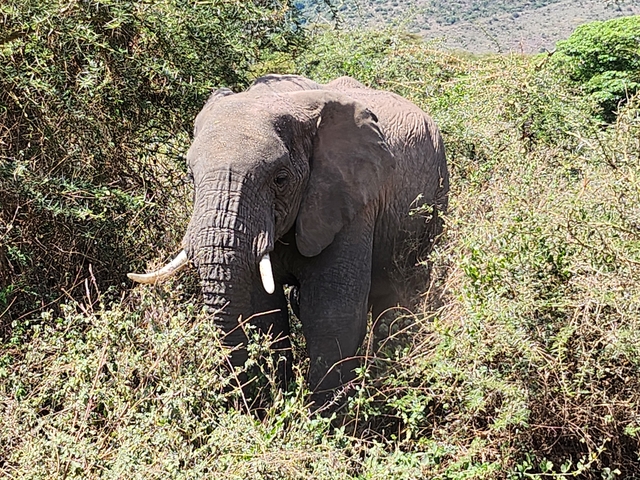 Elephant in a dense bushy area.