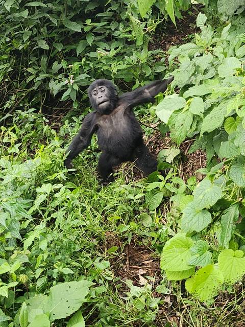 Young gorilla sitting among leaves.