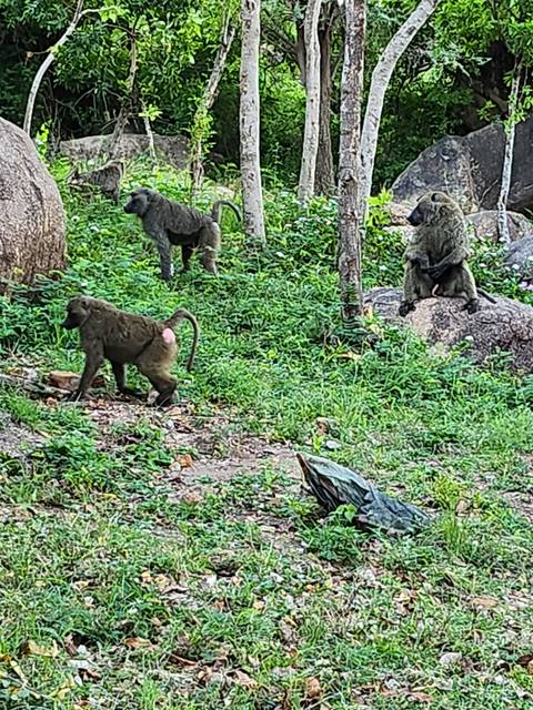 Baboons in a natural setting with greenery.