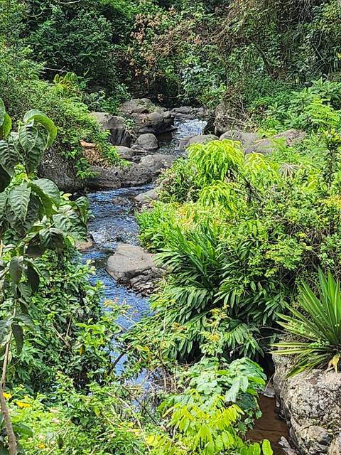 Lush greenery with a small stream.