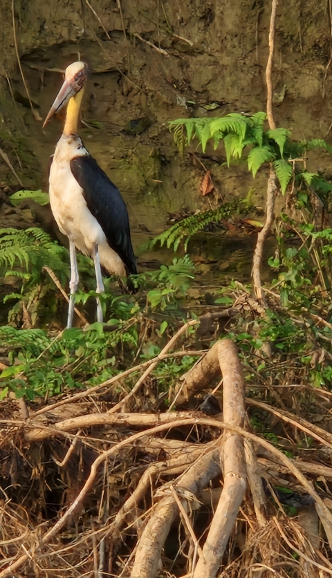       Close-up of a stork in a dense, green forested area.
  