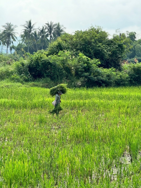 Person carrying harvested grass bundles in a field