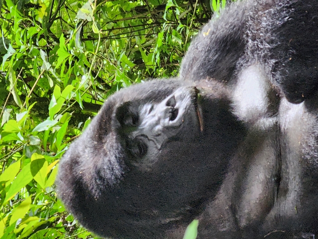       Close-up of a gorilla face against green foliage.
  