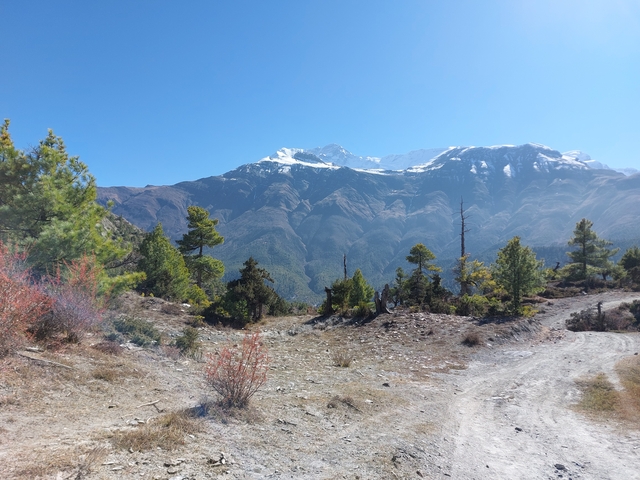 Mountainous landscape with trees and a clear sky.