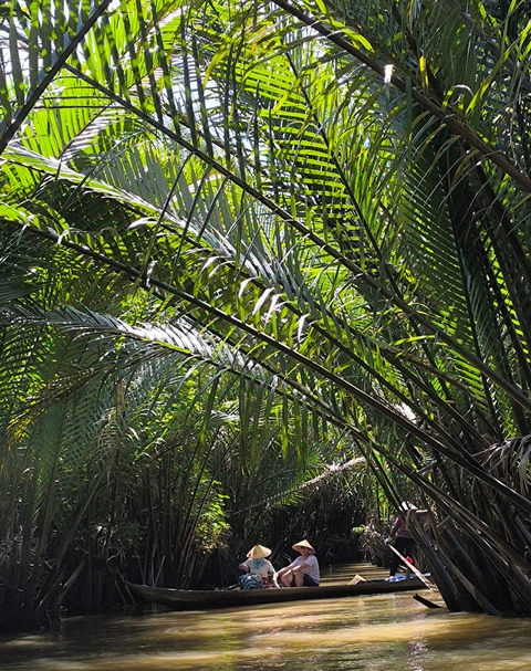       Green palm fronds in dense jungle setting.
  
