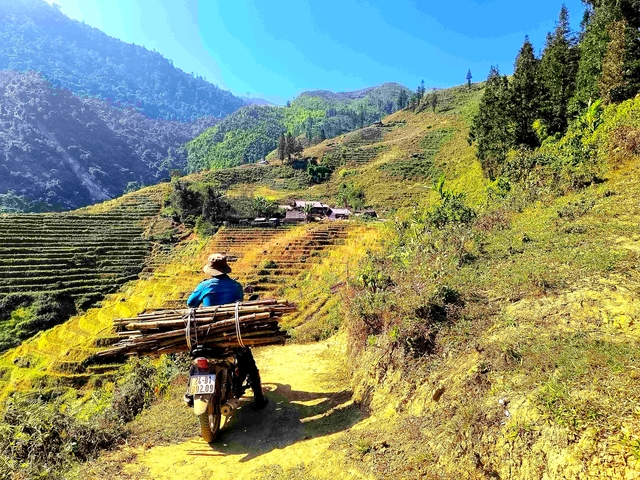 Man on a motorcycle carrying bamboo in a hilly landscape.