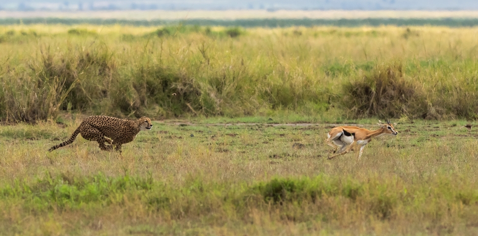 Cheetah chasing an impala on the savannah.