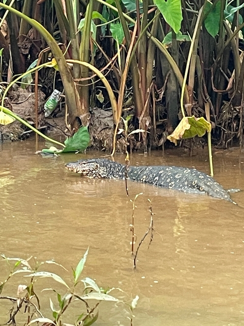       Monitor lizard in a muddy river environment.
  
