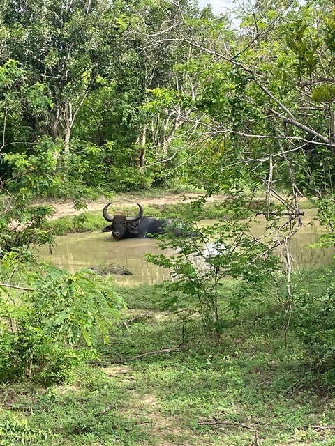       Wild buffalo in a natural wetland area.
  