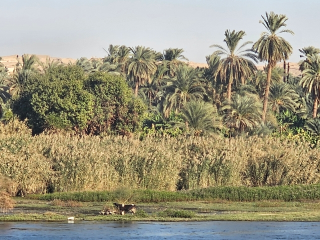Dense vegetation with tall palm trees and a sandy landscape.