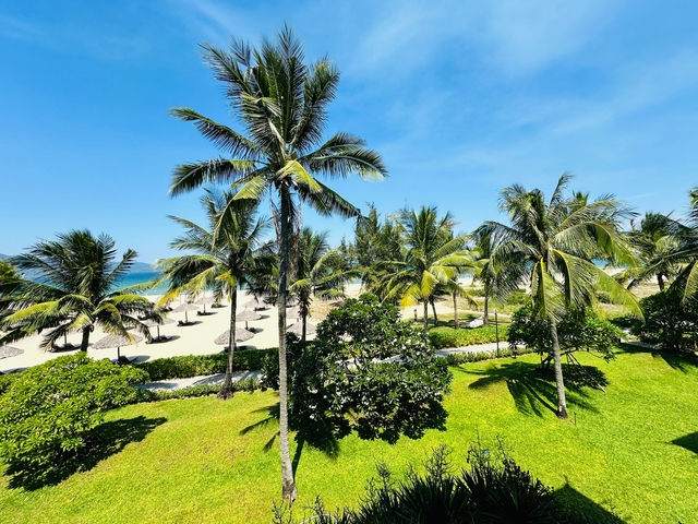 Beach area with palm trees and sun umbrellas.