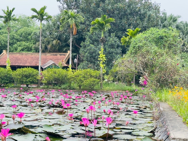 Pond with pink lotus flowers and lush vegetation.