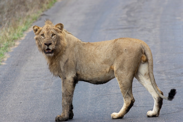 Lion standing on a paved road looking forward.
