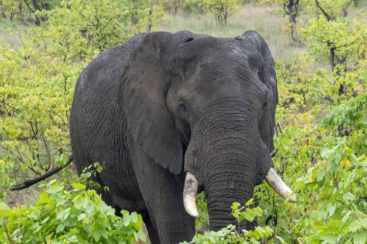 Elephant in dense foliage.