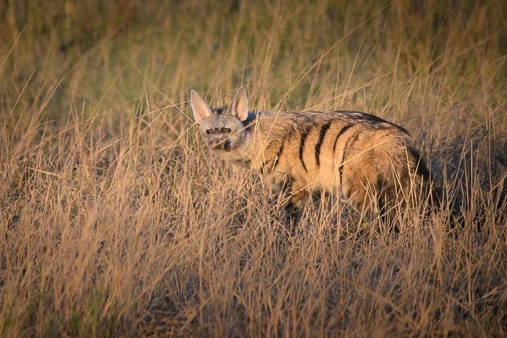 Aardwolf walking through tall grass.