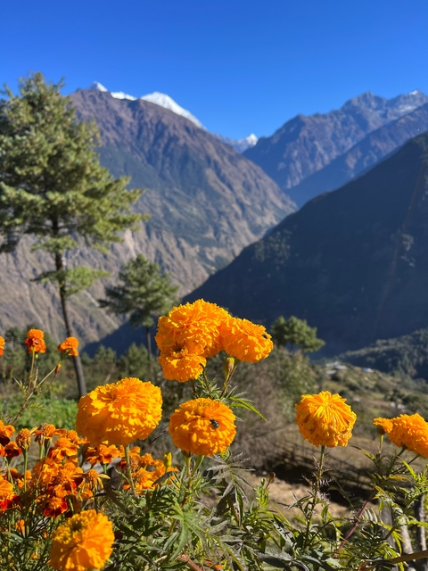 Yellow flowers in the foreground with a mountainous backdrop.