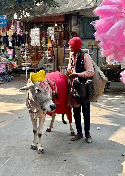       Man with a decorated cow wearing traditional attire.
  