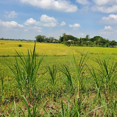 Vast field of green rice paddies under a blue sky.