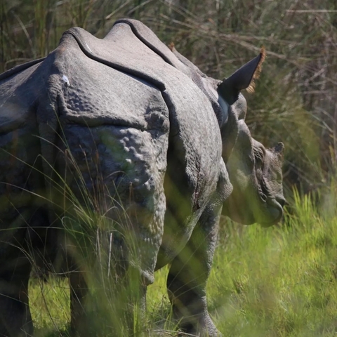 Back view of a rhinoceros partially obscured by grass.