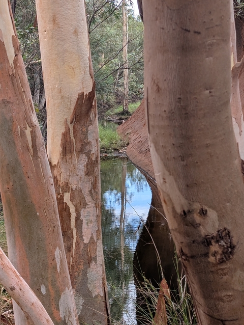       Close-up of tree trunks with a small stream.
  