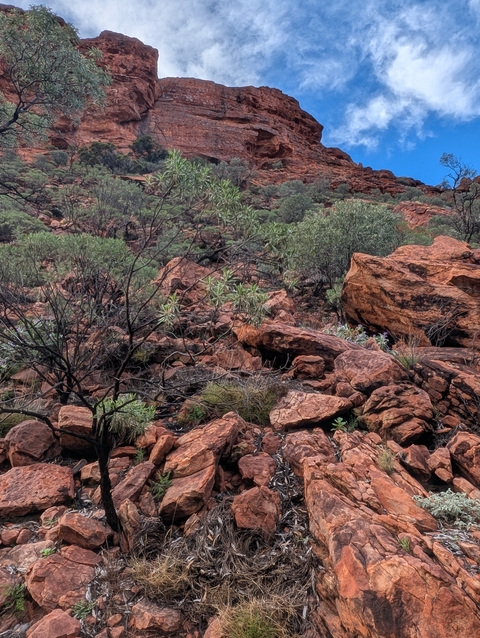       Rocky terrain with desert vegetation.
  
