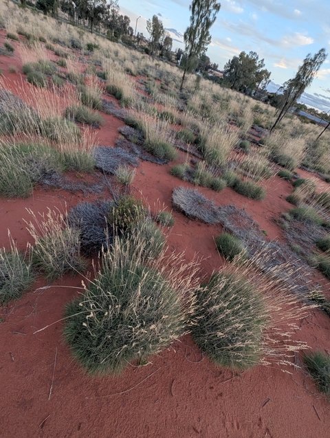       Red soil with sparse desert vegetation.
  