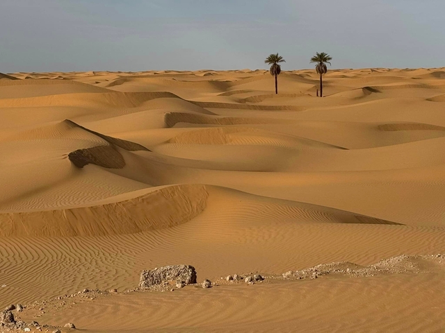 Expansive view of sand dunes with palm trees in a desert.