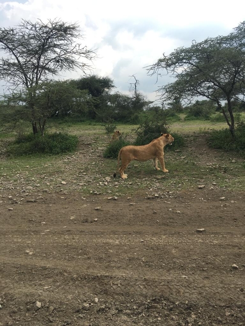 Tansania Abenteuer Safari 7 Tage Foto von Kundenbewertung 