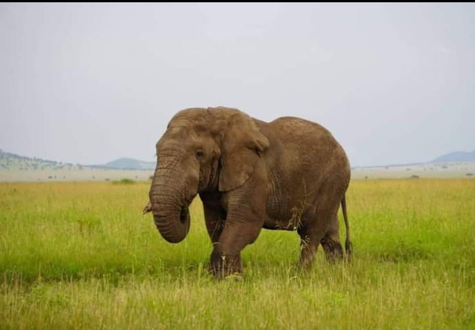       Lone elephant walking through a grassy savannah.
  