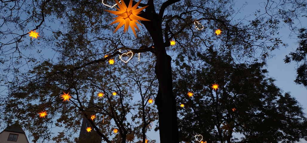       Tree decorated with illuminated stars in the evening.
  