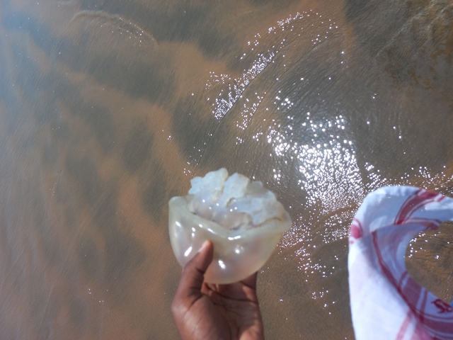       Person holding a jellyfish at the beach.
  