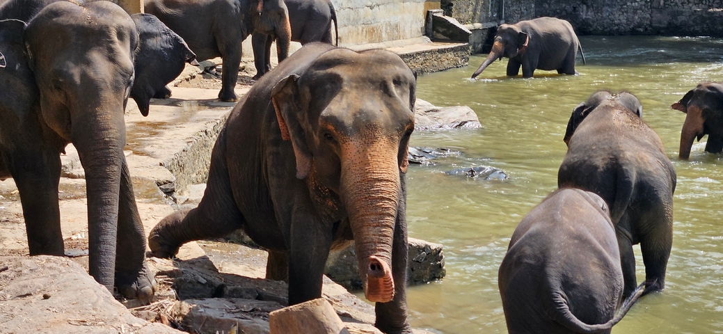Herd of elephants bathing in a river.