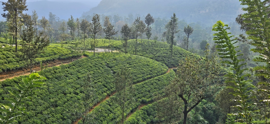 Lush green tea plantation with rolling hills.