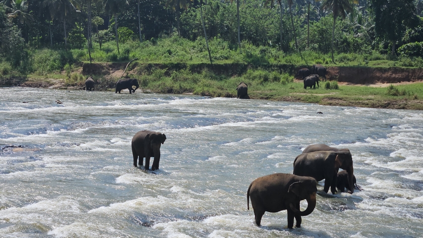 Elephants wading through a river with greenery around.