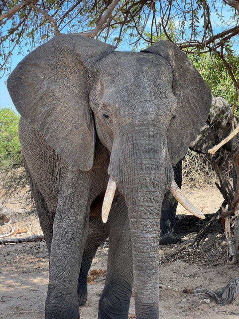 Close-up of a large elephant in the wild.